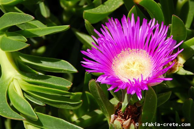 Photo report of a trip around Sfakia, Crete, May 2006